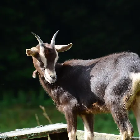 Und Kanzlersgrund * Oberhof (Thuringia)