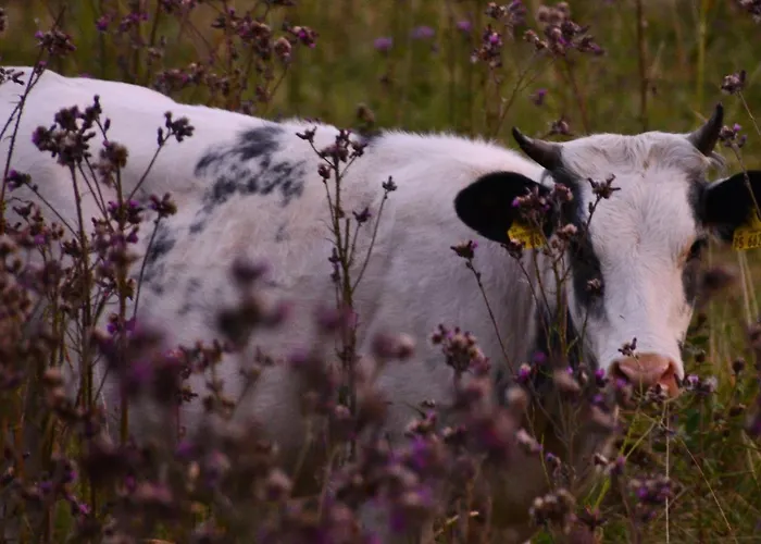 Und Kanzlersgrund * Oberhof (Thuringia)