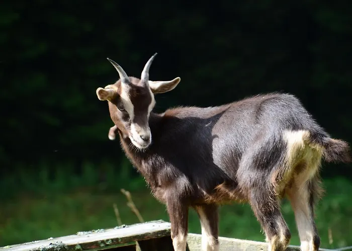 Und Kanzlersgrund * Oberhof (Thuringia)